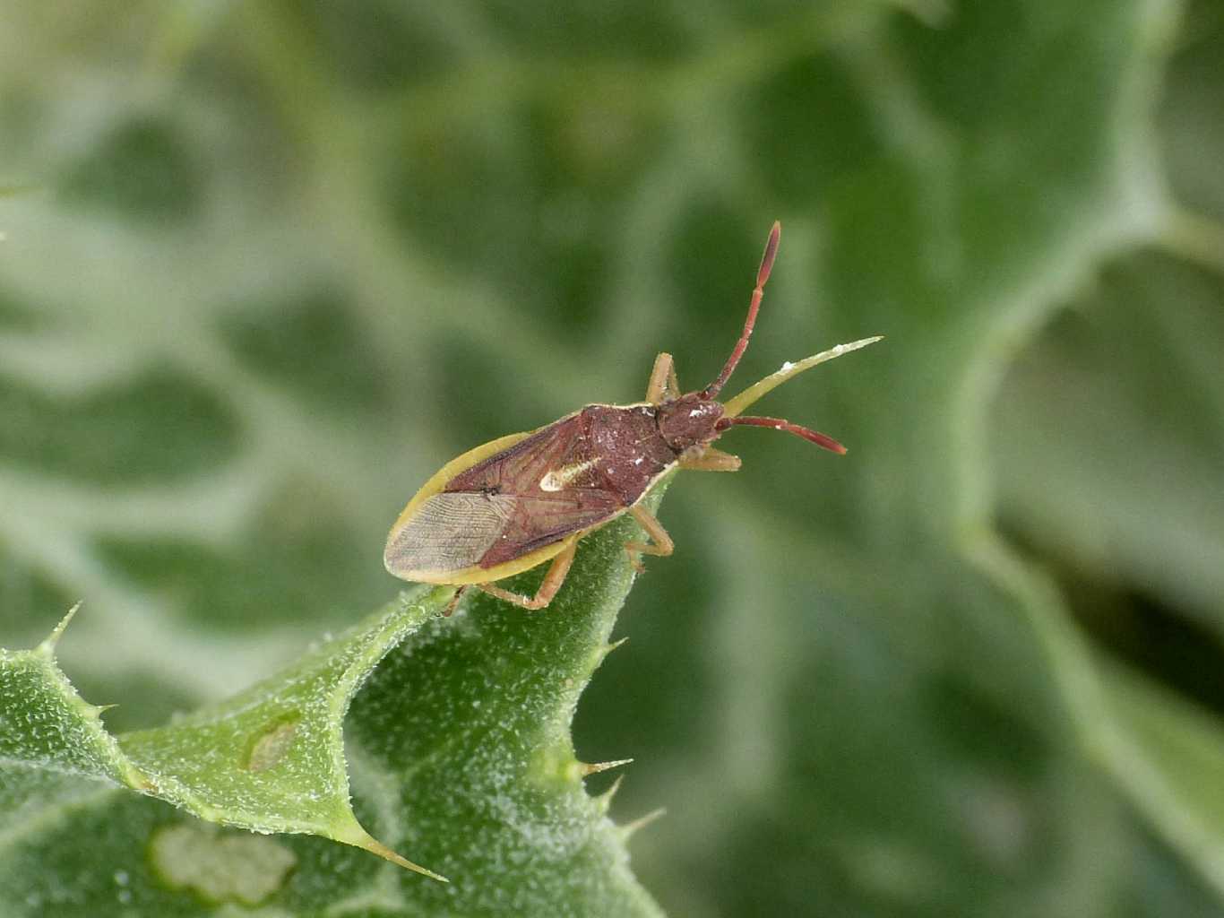 Maccevethus sp. - Tolfa (RM)